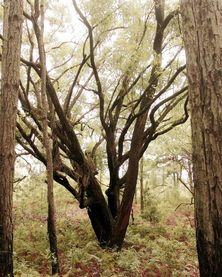 Recanto Do Encanto フロリアノポリス エクステリア 写真